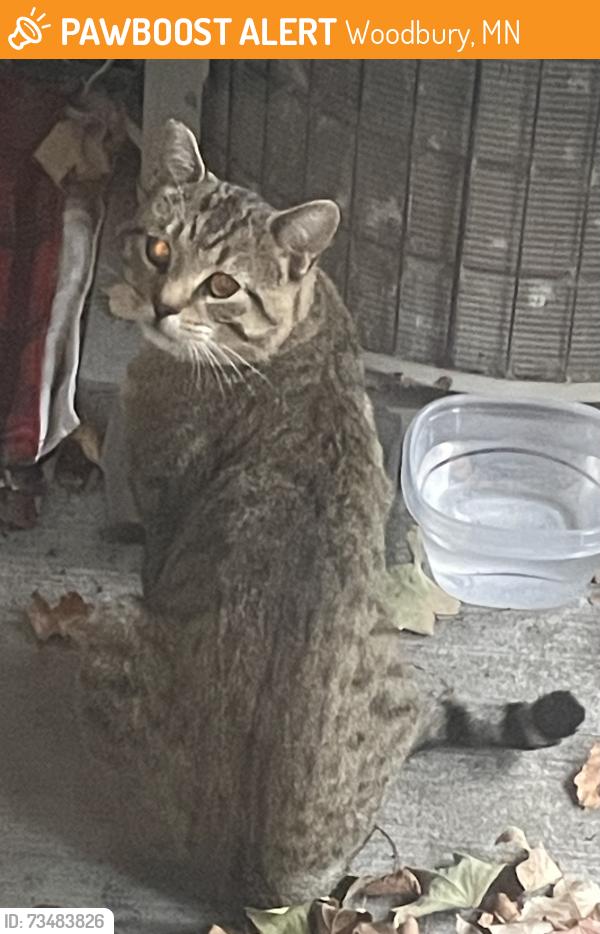 Found/Stray Unknown Cat last seen Courtly road past the kindercare down the hill, Woodbury, MN 55125