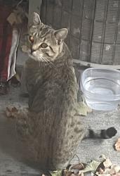 Found/Stray Unknown Cat last seen Courtly road past the kindercare down the hill, Woodbury, MN 55125