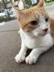 Found/Stray Male Cat last seen 135th and Brougham, Olathe, KS 66061