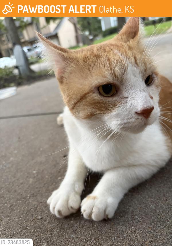 Found/Stray Male Cat last seen 135th and Brougham, Olathe, KS 66061
