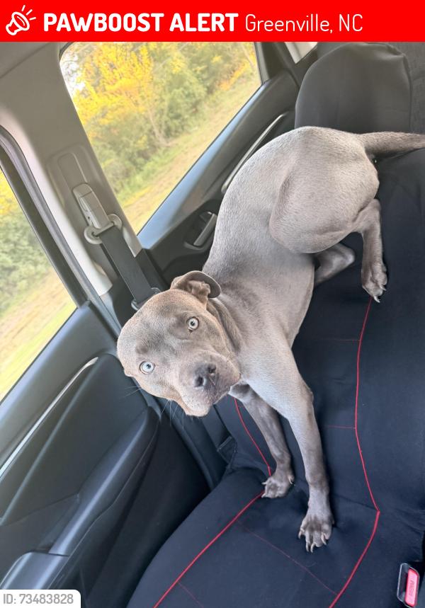 Lost Male Dog last seen wildwood park, blue heron dr, Greenville, NC 27834