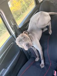 Lost Male Dog last seen wildwood park, blue heron dr, Greenville, NC 27834