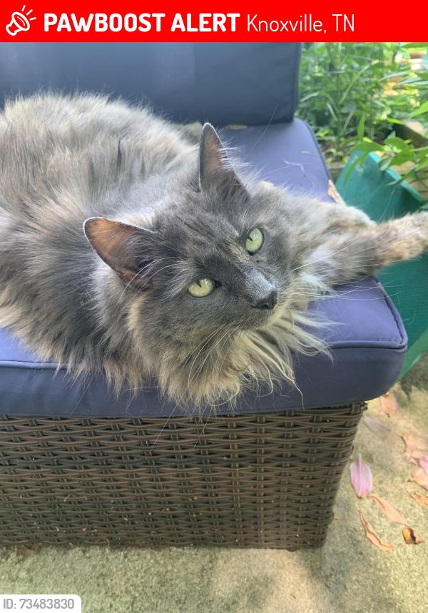 Lost Female Cat last seen Countryway dr 37922, Knoxville, TN 37922
