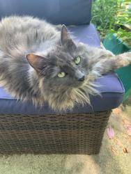 Lost Female Cat last seen Countryway dr 37922, Knoxville, TN 37922