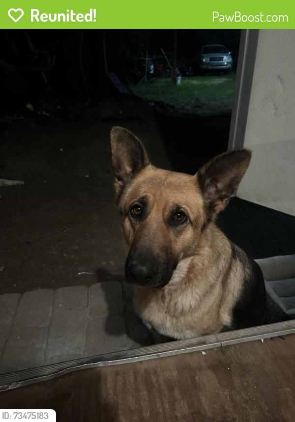 Reunited Female Dog last seen Near bushy cook rd, Efland, NC 27243