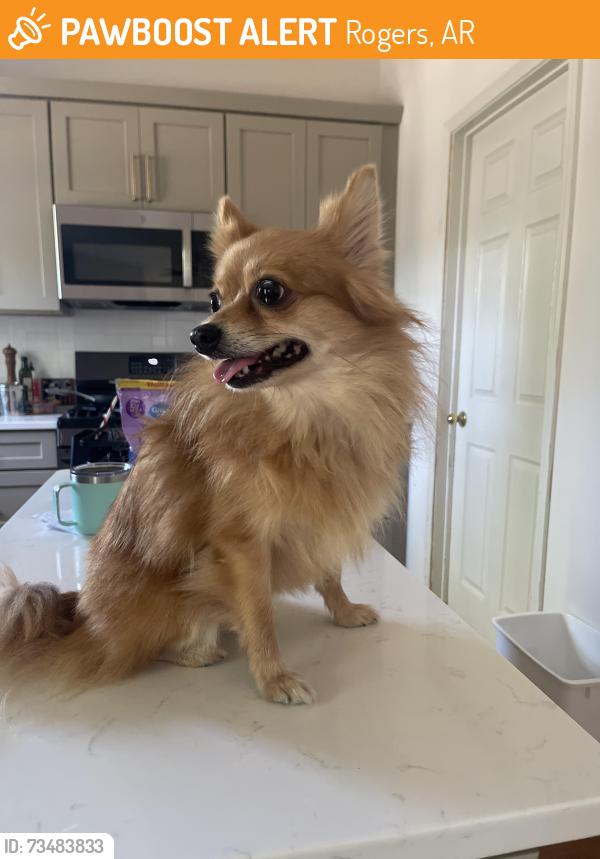 Found/Stray Female Dog last seen Olive & 28th street, Rogers, AR 72756