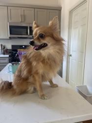 Found/Stray Female Dog last seen Olive & 28th street, Rogers, AR 72756
