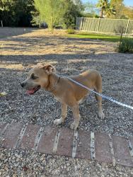 Found/Stray Female Dog last seen Topaz and Hacienda, Paradise, NV 89120