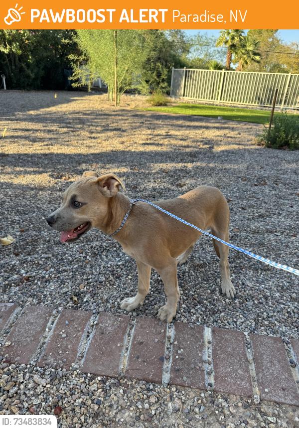 Found/Stray Female Dog last seen Topaz and Hacienda, Paradise, NV 89120