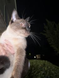 Found/Stray Female Cat last seen Across from armstrong, Greenville, SC 29617