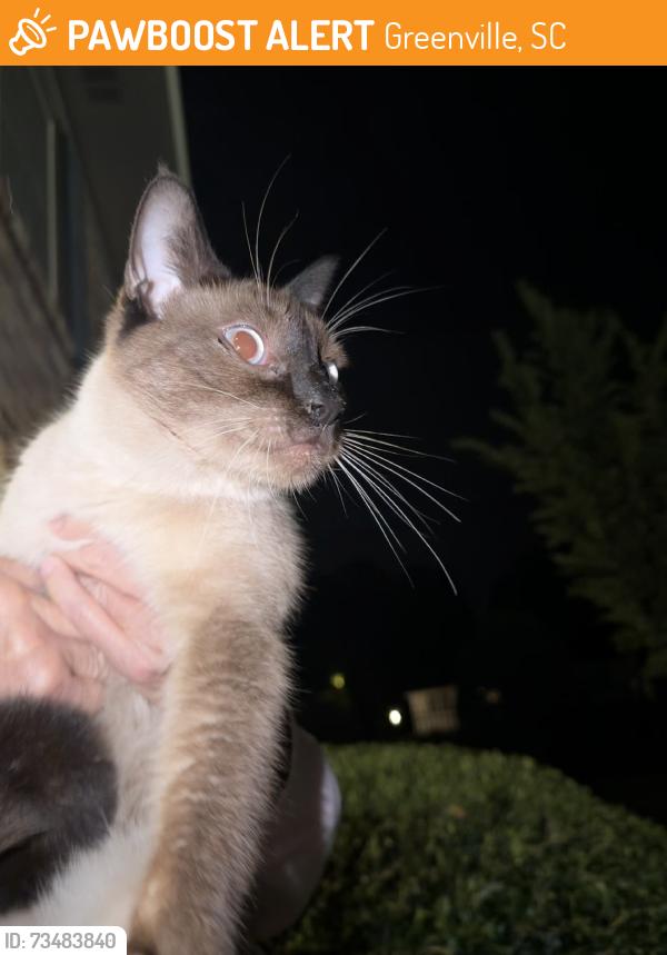 Found/Stray Female Cat last seen Across from armstrong, Greenville, SC 29617
