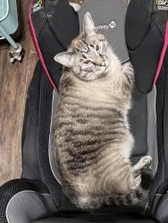 Lost Male Cat last seen Graves rd, Hebron, KY 41048