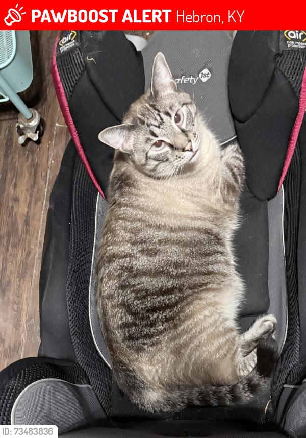 Lost Male Cat last seen Graves rd, Hebron, KY 41048