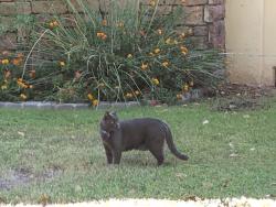 Found/Stray Unknown Cat last seen Mill Rd and Broadway Rd, Tempe, AZ 85281