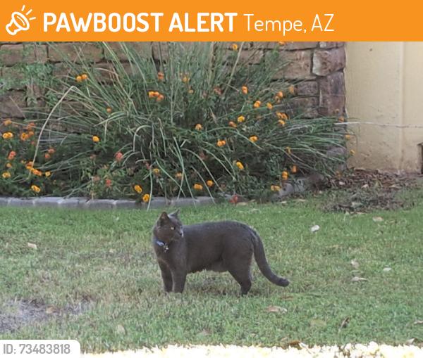 Found/Stray Unknown Cat last seen Mill Rd and Broadway Rd, Tempe, AZ 85281