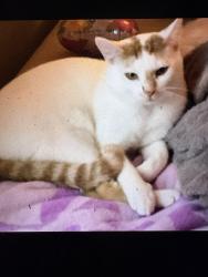 Reunited Male Cat last seen rock valley drive, keller, Fort Worth, TX 76148