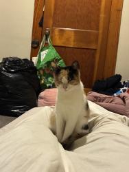Reunited Female Cat last seen Near E Lutton St, New Castle, PA 16101, USA, New Castle, PA 16101