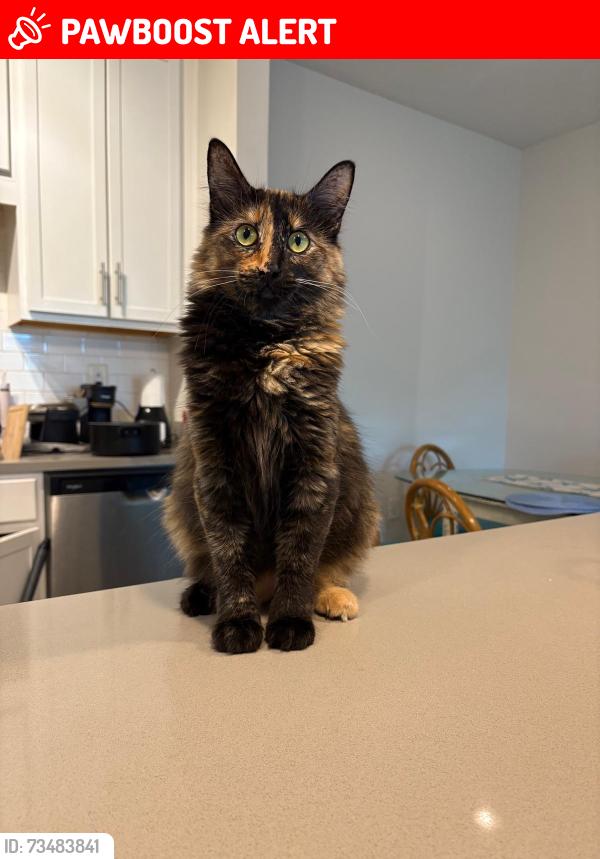 Lost Female Cat last seen Near melissa elaine drive panama city beach, Panama City Beach, FL 32407