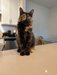 Lost Female Cat last seen Near melissa elaine drive panama city beach, Panama City Beach, FL 32407
