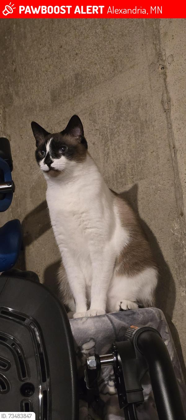 Lost Male Cat last seen Across from windmill ponds, Alexandria, MN 56308