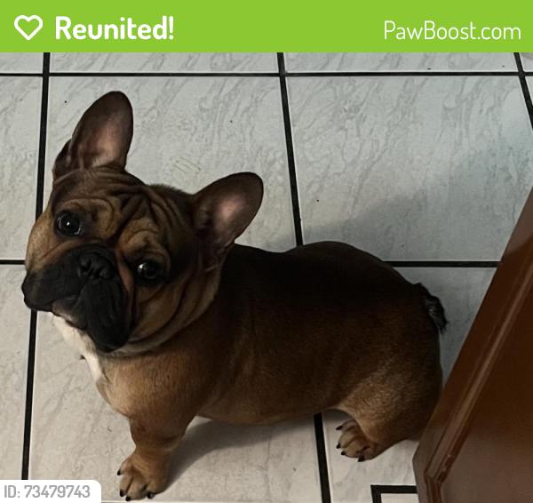 Reunited Male Dog last seen Intersection at Belvedere RD Drexel RD near Fast Stop In Go, West Palm Beach, FL 33413