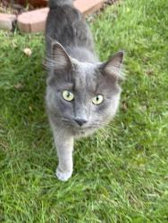 Found/Stray Unknown Cat last seen Near the neighborhoods by Dillions fed cat and it’s keeping close, Wichita, KS 67205