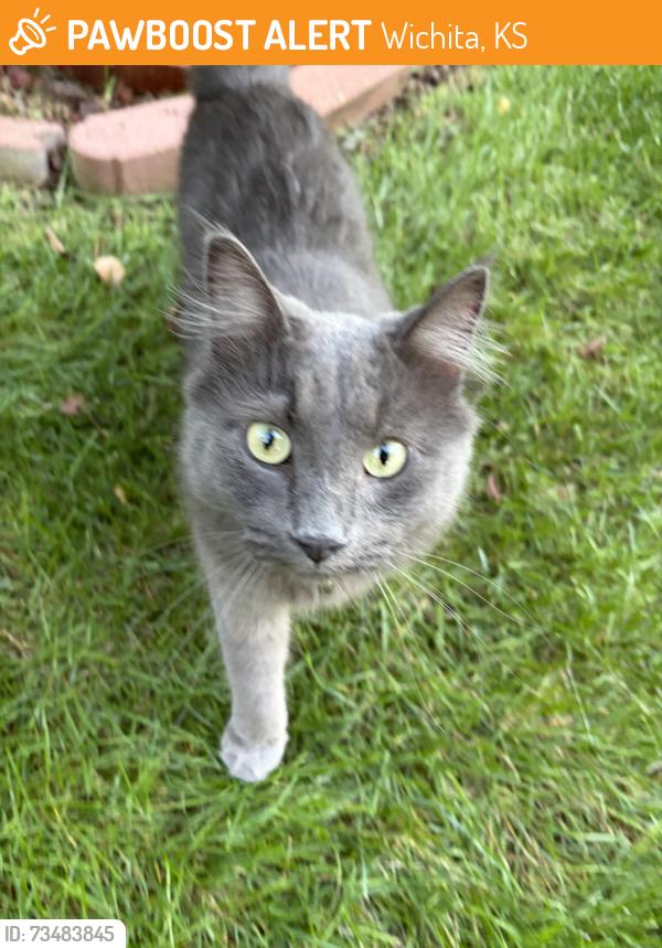 Found/Stray Unknown Cat last seen Near the neighborhoods by Dillions fed cat and it’s keeping close, Wichita, KS 67205