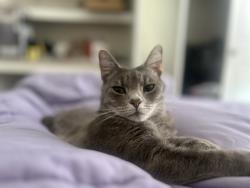 Lost Female Cat last seen Near Springside run, Decatur, GA 30034