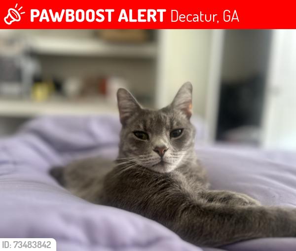 Lost Female Cat last seen Near Springside run, Decatur, GA 30034