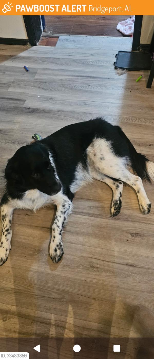 Found/Stray Female Dog last seen apmt complex, Bridgeport, AL 35740