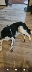 Found/Stray Female Dog last seen apmt complex, Bridgeport, AL 35740
