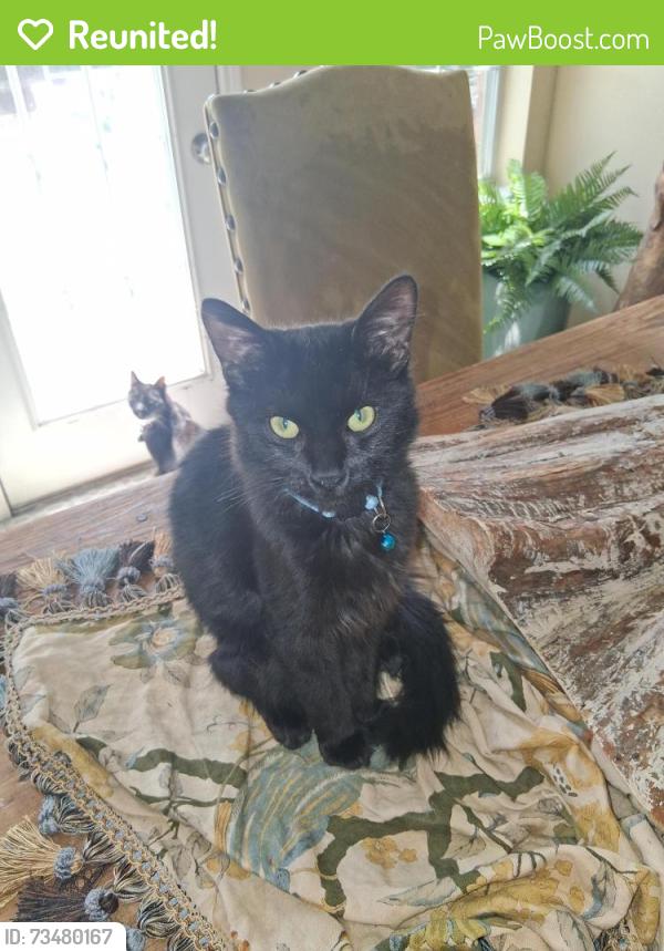 Reunited Female Cat last seen Near riverfalls dr, Fort Worth, TX 76118
