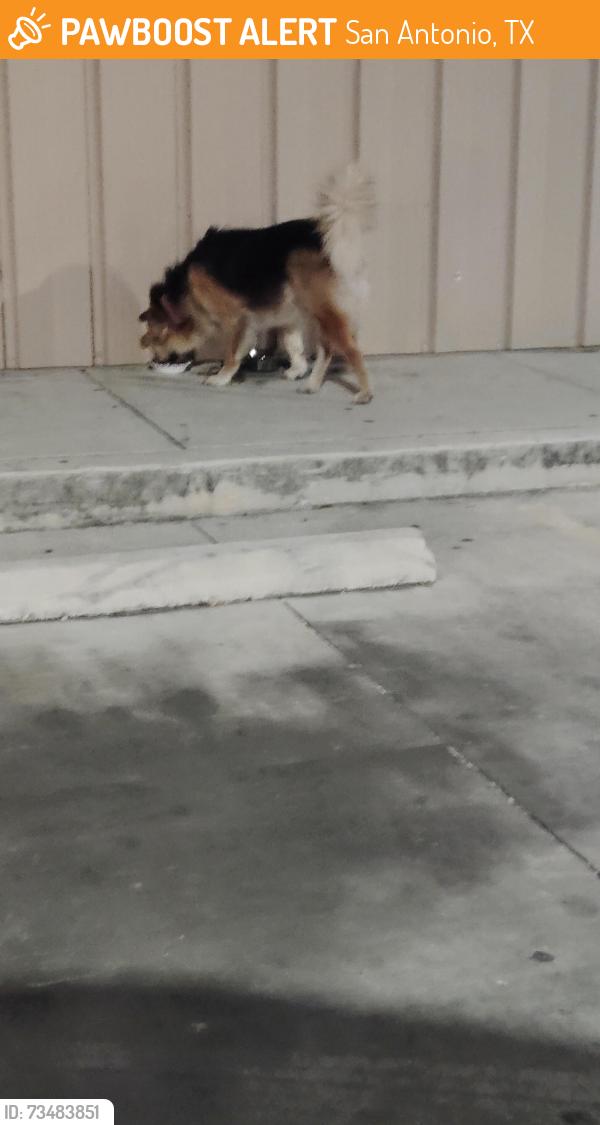 Found/Stray Male Dog last seen Outside family dollar, San Antonio, TX 78237
