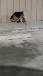 Found/Stray Male Dog last seen Outside family dollar, San Antonio, TX 78237