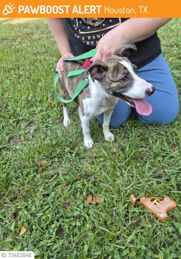 Found/Stray Female Dog last seen la Cabana Drive and Beachcomber, Houston, TX 77062