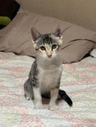Shelter Stray Female Cat last seen Bexar County, 3353 Morningside Dr, New Braunfels, TX 78132, USA