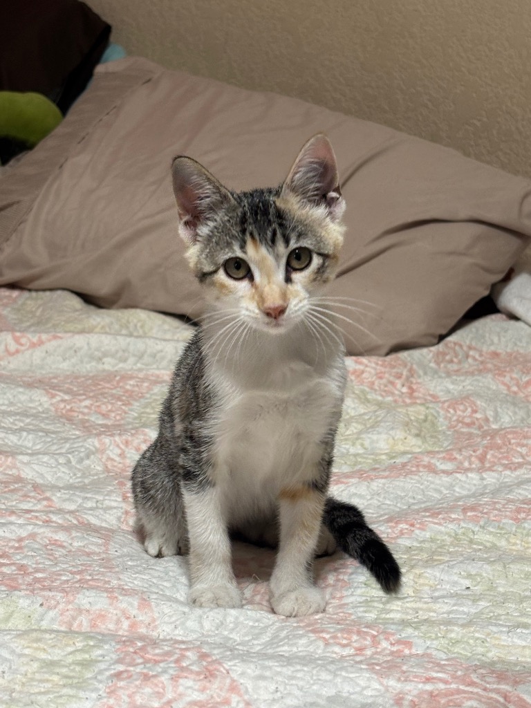Shelter Stray Female Cat last seen Bexar County, 3353 Morningside Dr, New Braunfels, TX 78132, USA