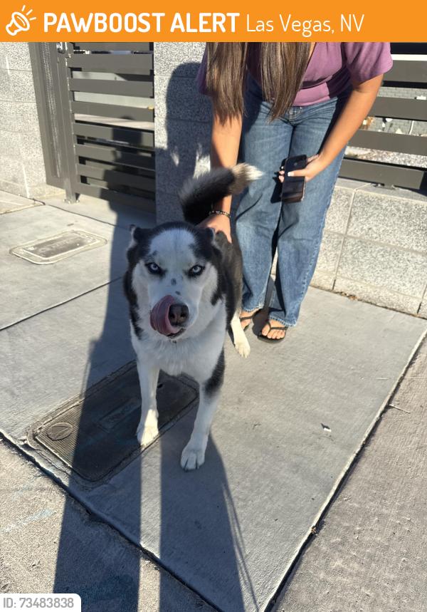 Found/Stray Male Dog last seen Charleston, Las Vegas, NV 89101