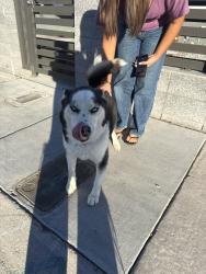 Found/Stray Male Dog last seen Charleston, Las Vegas, NV 89101