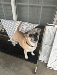 Found/Stray Female Dog last seen Mesquite hill dr, Arlington, TX 76002