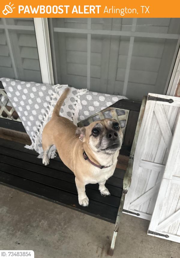 Found/Stray Female Dog last seen Mesquite hill dr, Arlington, TX 76002
