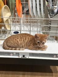 Reunited Male Cat last seen Sycamore Ave Near Turlock High, Turlock, CA 95380
