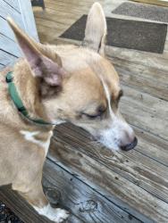 Found/Stray Male Dog last seen Prather Rd and Parvin, Kansas City, MO 64116