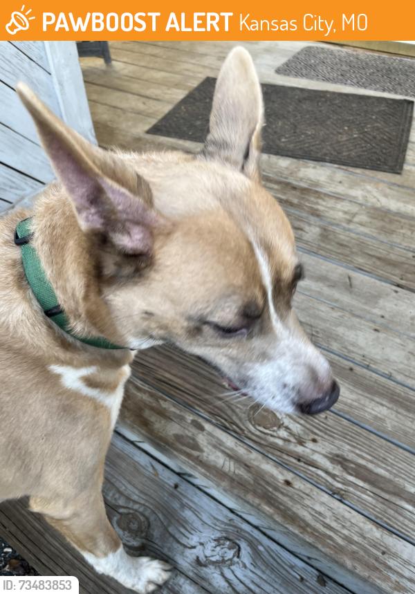 Found/Stray Male Dog last seen Prather Rd and Parvin, Kansas City, MO 64116
