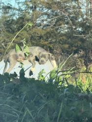 Lost Female Dog last seen Watkins, Columbia, Arelenes Truck Stop, Battle Creek, MI 49015