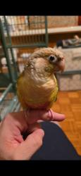 Lost Male Bird last seen Magnolia and Arlington, Riverside, CA 92504