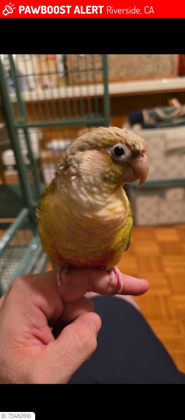 Lost Male Bird last seen Magnolia and Arlington, Riverside, CA 92504