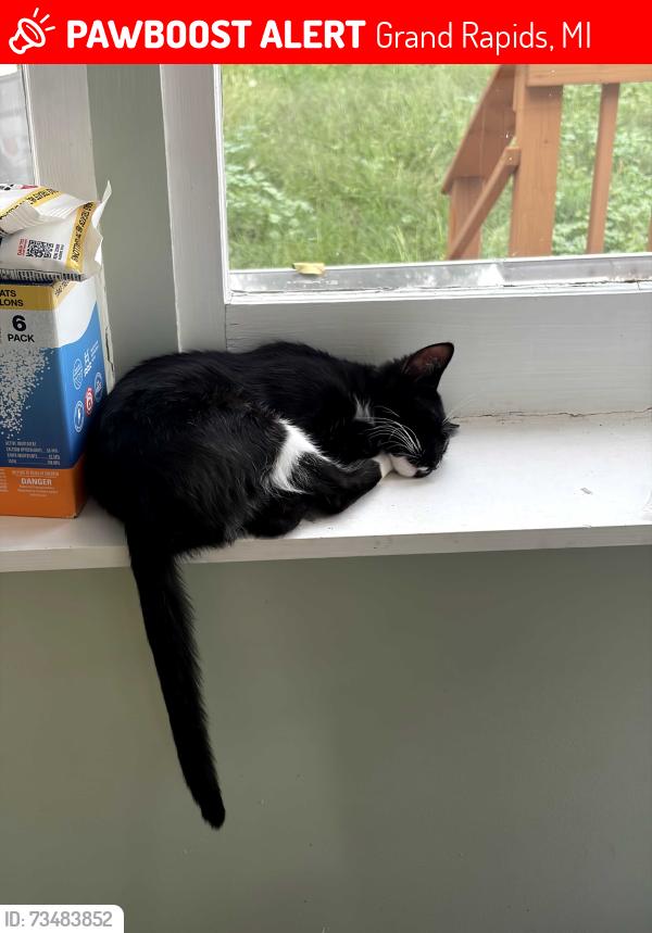 Lost Female Cat last seen Jefferson & Bellevue, Grand Rapids, MI 49548
