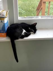 Lost Female Cat last seen Jefferson & Bellevue, Grand Rapids, MI 49548