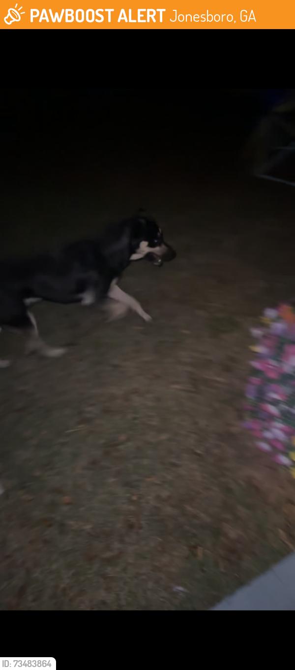 Found/Stray Male Dog last seen Near wisteria ln, Jonesboro, GA 30238